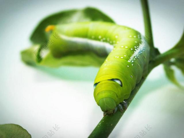 摄影自然绿色植物上的绿色虫子背景图片