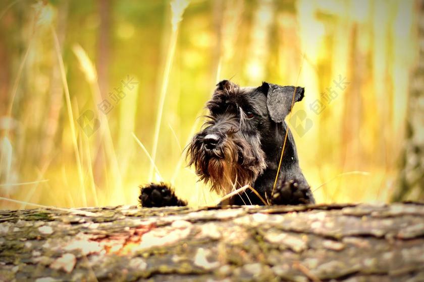 可爱动物黑色模糊草丛饥饿狗背景图片