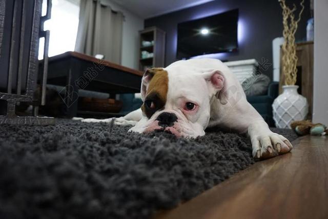 可爱的动物犬地毯特写家居狗背景图片