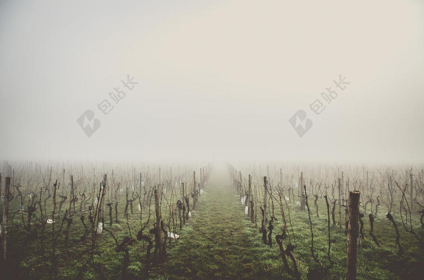农业云雾花园葡萄园背景图片