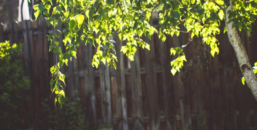 田园栅栏院内树叶植物阳光背景图片