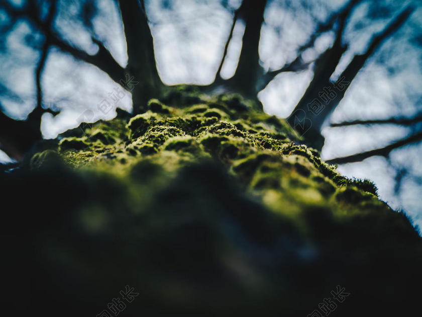 摄影模糊的树木背景图片