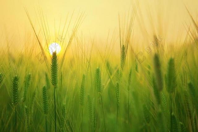 农业唯美静谧大自然生机乡村在麦田里升起草地背景图片