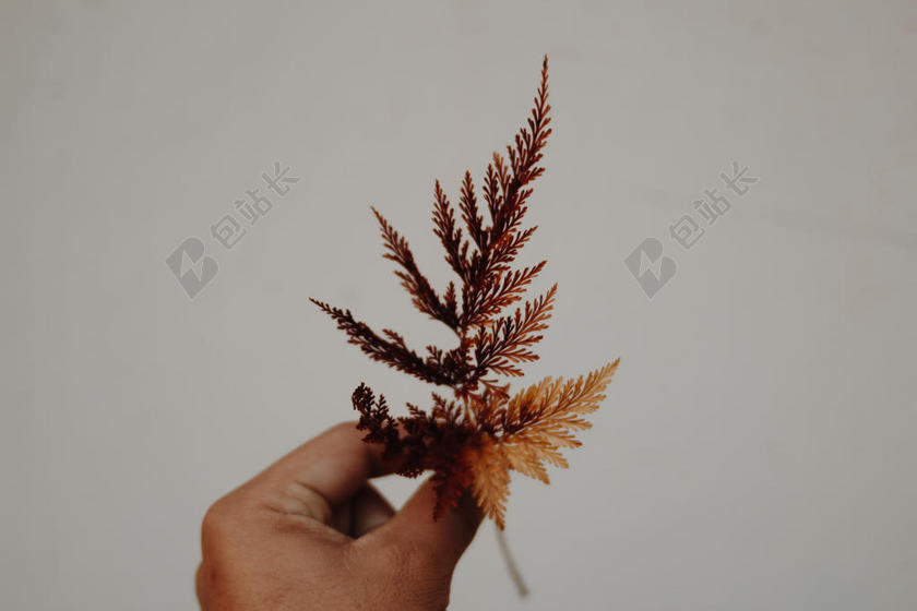 白色手拿绿色草本植物背景图片