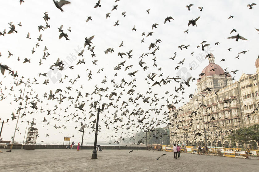 旅游自然一群鸟飞过宣传背景图片