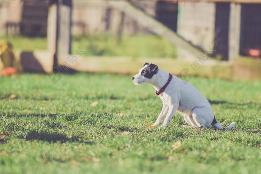 运动户外坐在草地上的小狗背景图片