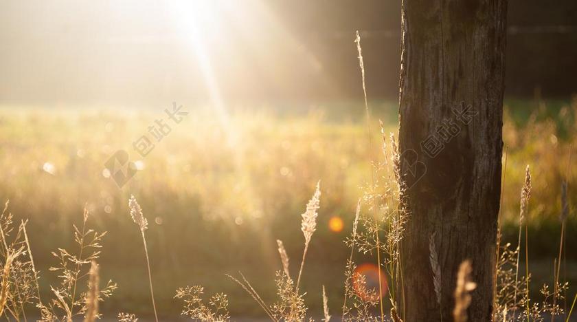 黄昏色树干草坪背景图片