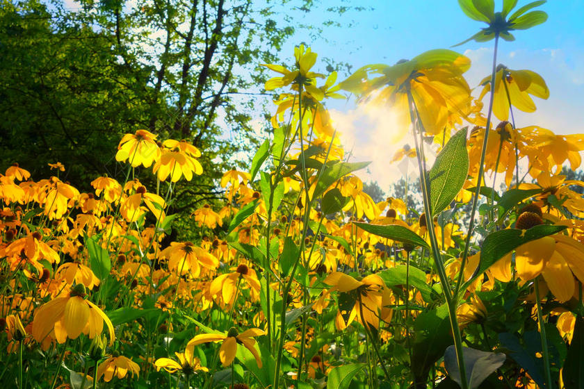 摄影自然日光下的黄色花朵背景图片