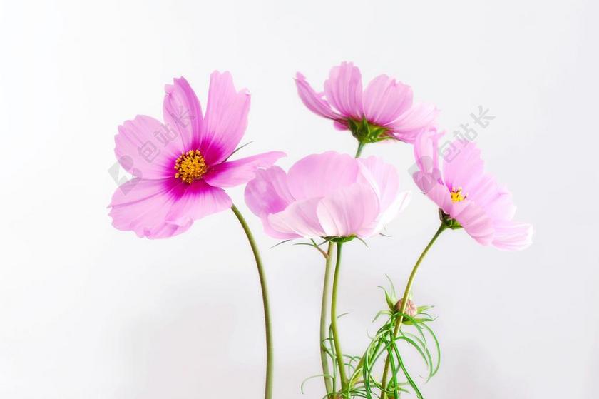 广告时尚盛开的粉红色植物背景图片