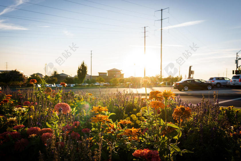 户外车辆车道花朵盛开鲜花背景图片