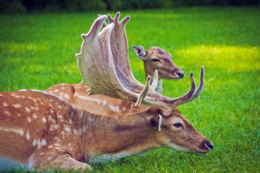 动物 - 鹿角 - 可爱的 - 鹿 - 领域
