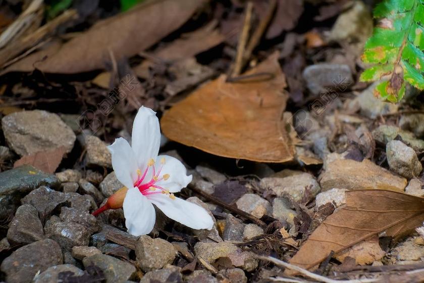 摄影地上的花朵背景图片