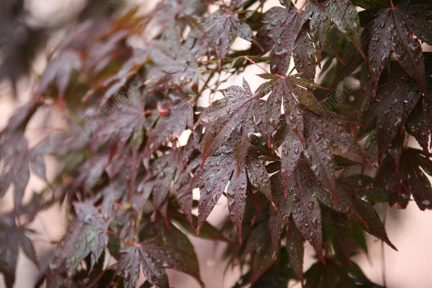 摄影自然日找下雨后湿透的树叶背景图片