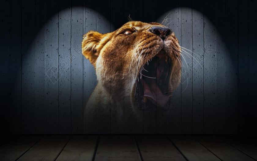 设计灯光下的狮子图案背景图片