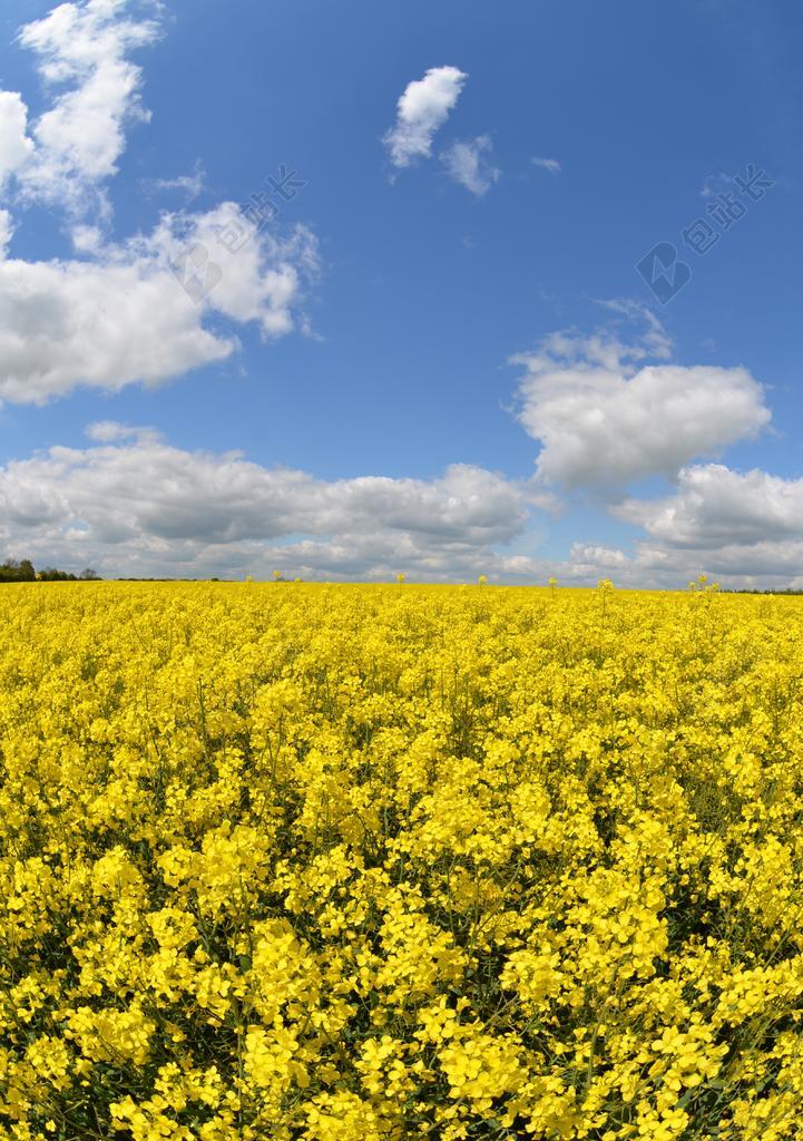 黄蓝植物美丽开阔蓝天下的油菜花花海植物鲜花旅游景点背景图片