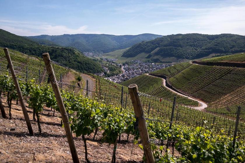 葡萄藤 酒 葡萄种植 葡萄酒 DERNAU RECH 葡萄 藤