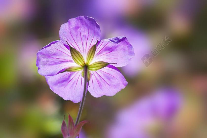 摄影清新紫色雪莲花背景图片