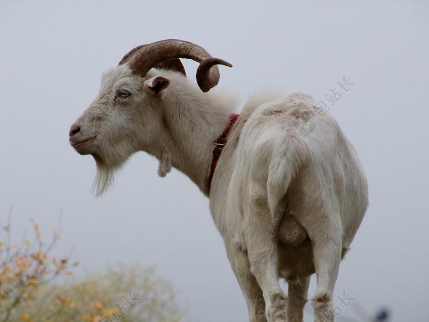 山羊 比利山羊 睾丸 白山羊 有角的