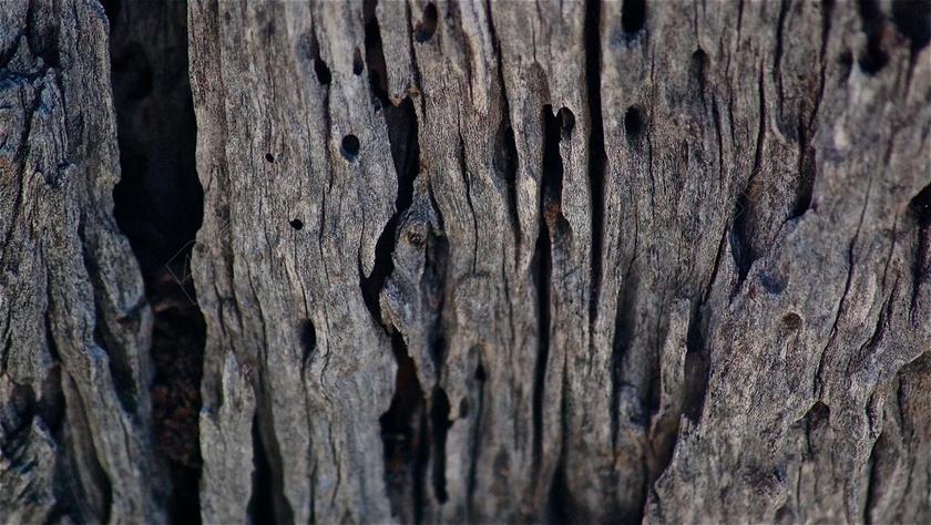 摄影纹理树木上的空洞背景图片
