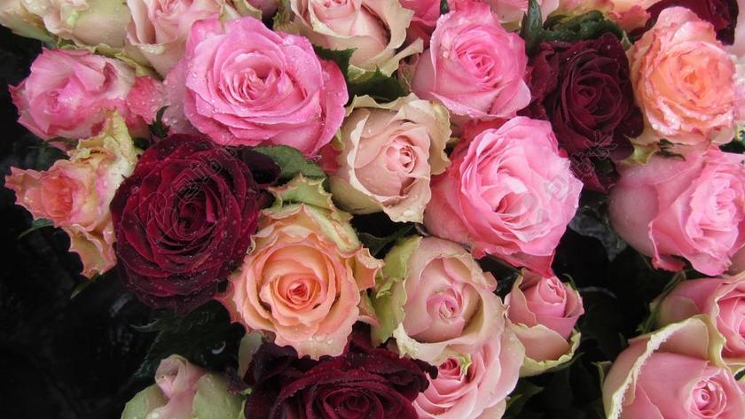 彩色植物美丽各种颜色的玫瑰花放在一起鲜花玫瑰植物背景图片