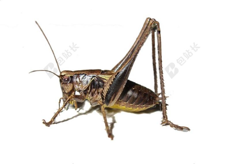 昆虫 蚱蜢 性质 夏季 宏 夜 闪光 闪光灯 眼睛 探头