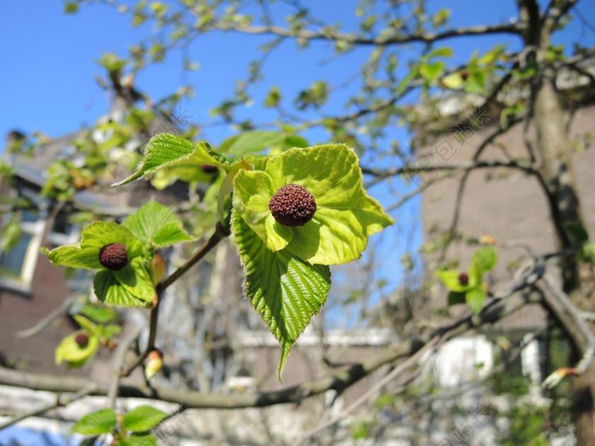 植物自然春天发芽珙桐鸽子树背景图片