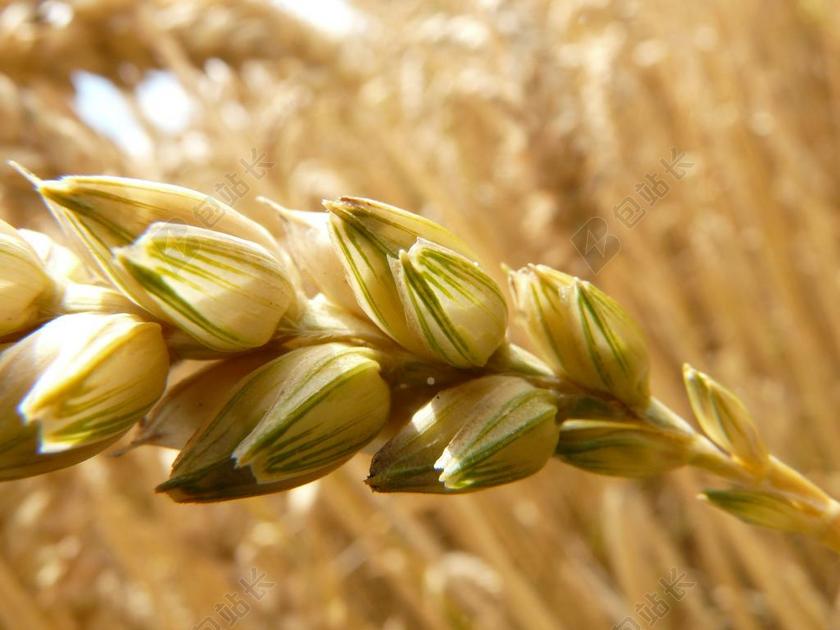 金色植物特写饱满的金色麦穗背景图片