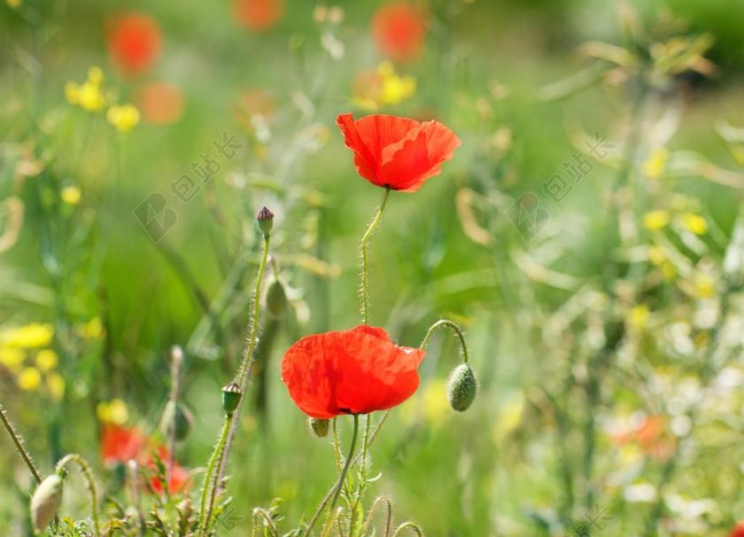 罂粟 草地 开花 性质 夏季 景观 罂粟花田 花多 厂