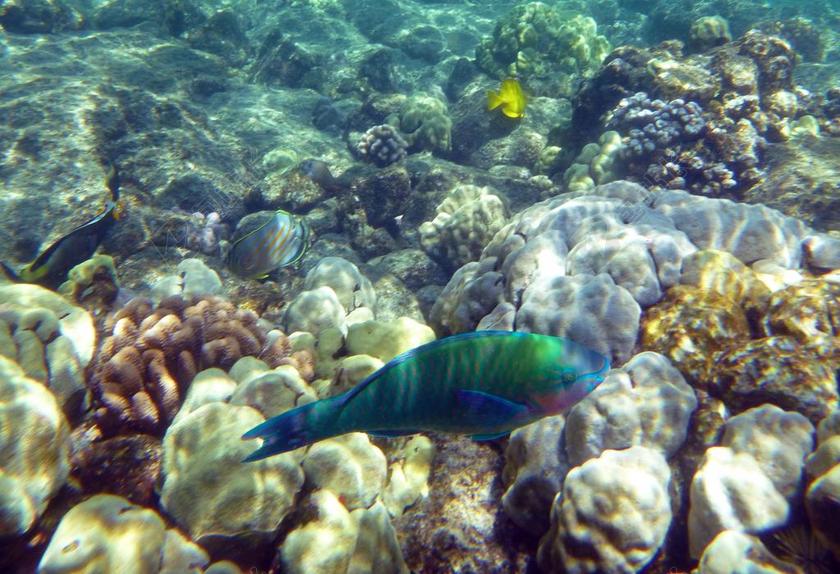 彩虹鱼 海洋 海 鱼 彩虹 水下 多彩 颜色 热带 浅层