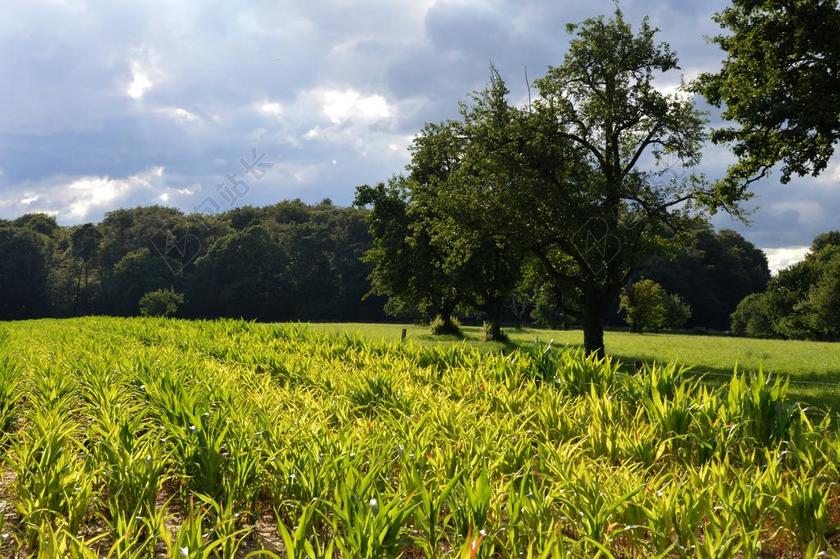 玉米田 报告 单养 洪水 风险 侵蚀 地面 浸出 生物多样性