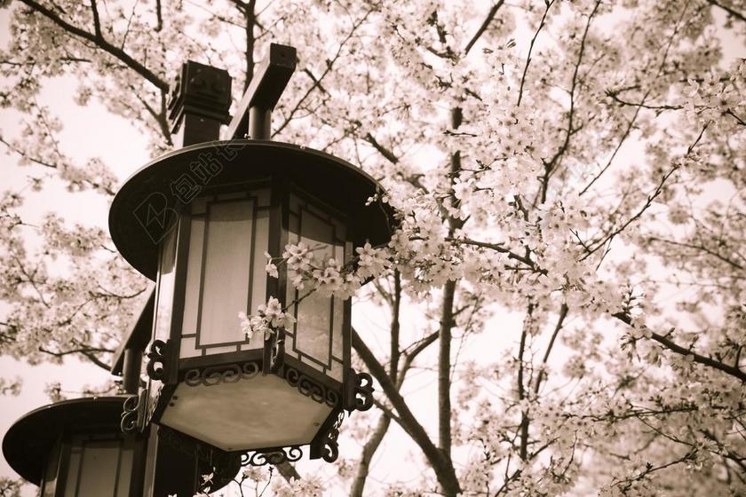 粉色景观植物樱花树路灯古典意境背景图片
