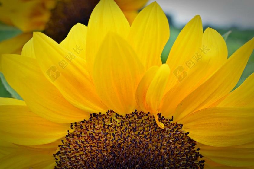 金黄色植物鲜花清新自然向日葵太阳花盛开背景图片