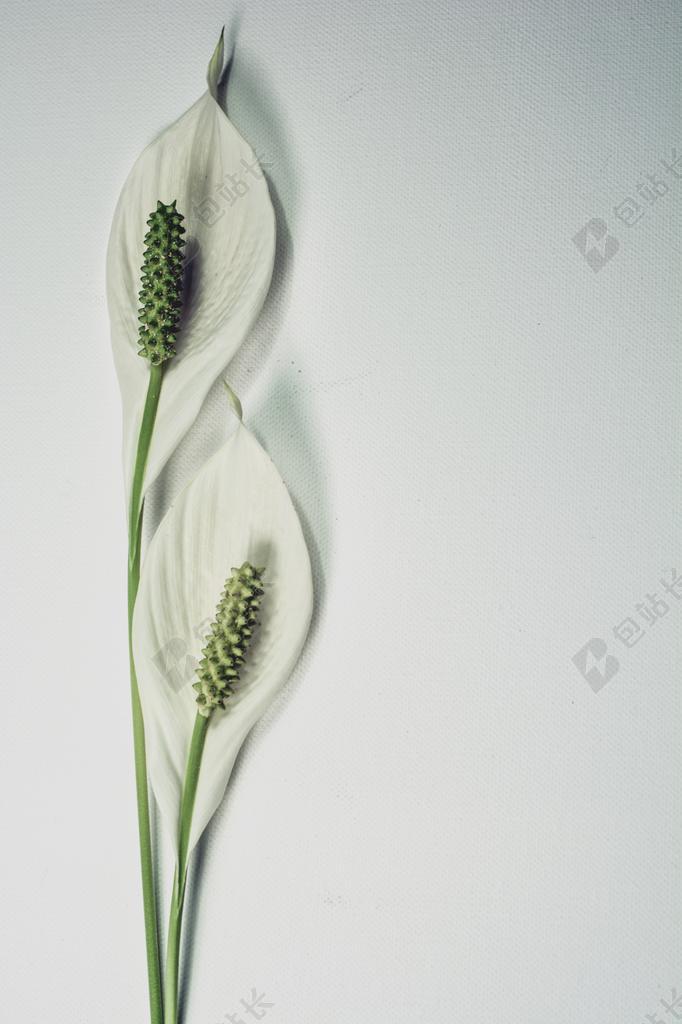 白色植物特写白色的马蹄花背景图片