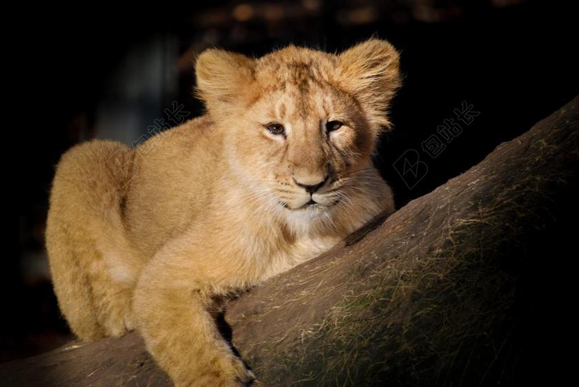 狮子 婴儿 年轻 可爱 动物 自然 野生动物 新生 幼仔