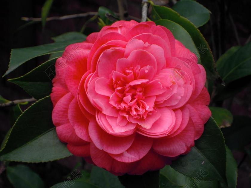 山茶 茶花 紅色 CAMELLIA