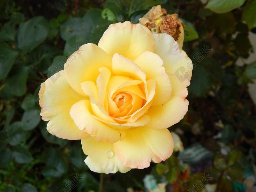 玫瑰 黄色 花 开花 黄玫瑰 关闭 玫瑰绽放 厂