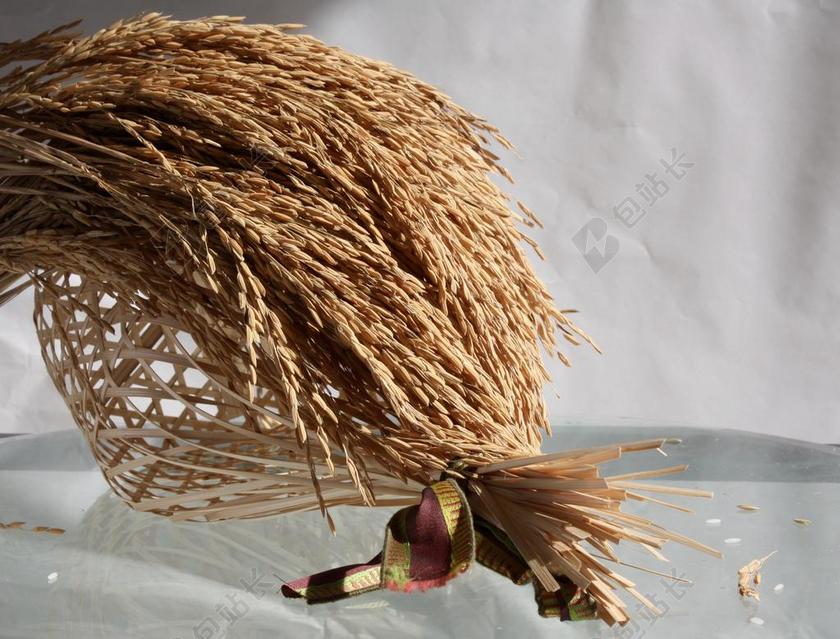 金色植物纹理金色的稻穗背景图片