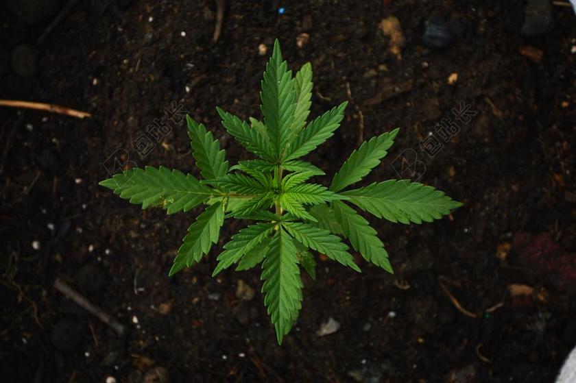 绿色 草 大麻 玛丽亚 麻 字段 植物 性质 叶 对称性