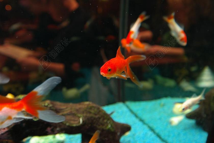 红色家居装饰展览动物水族箱淡水鱼养殖金鱼游来游去背景图片