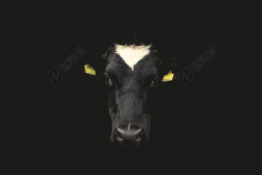 黑白动物家养畜牧业牛脸牛头特写艺术广告背景图片