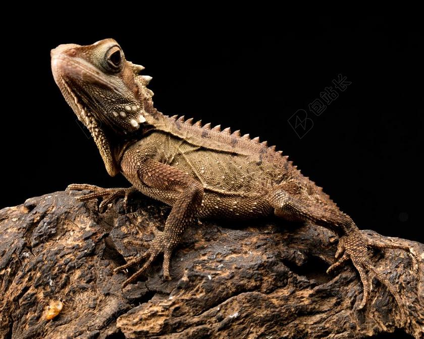 博伊德 龙 蜥蜴 澳大利亚 爬行动物 森林 动物