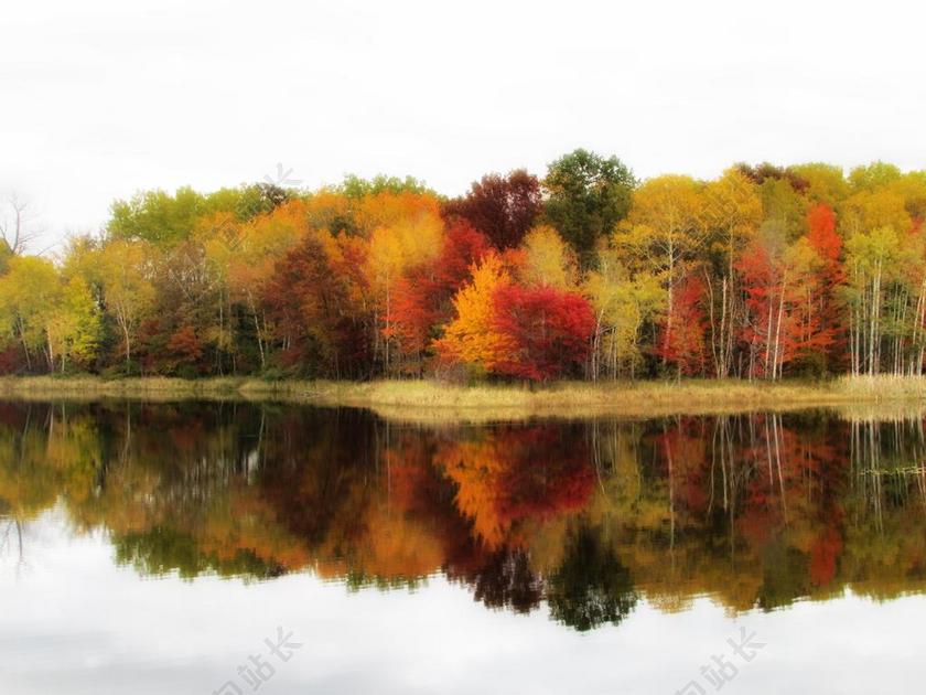秋天 颜色 树 秋 秋天树叶 下跌的背景 红叶 秋天的树叶