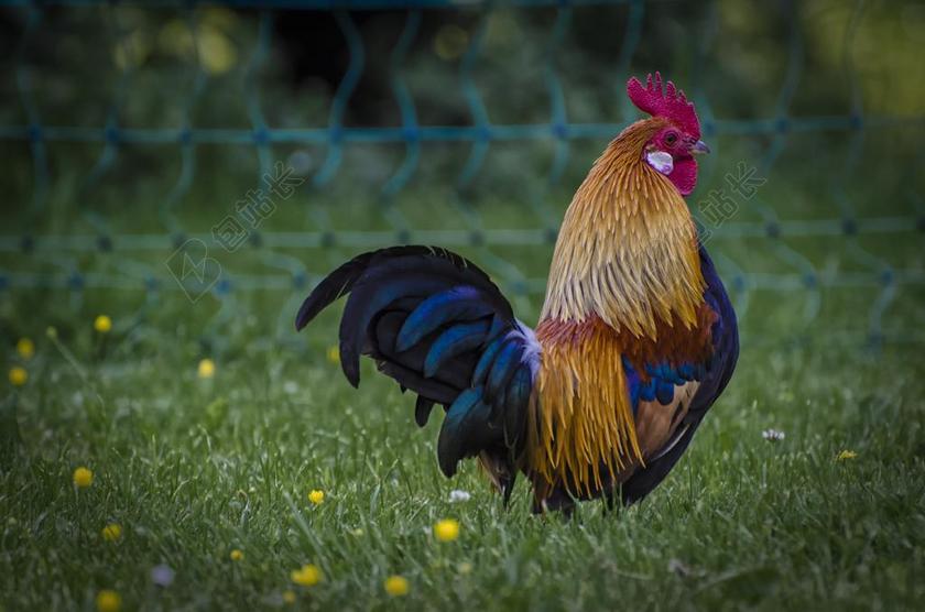 哈恩 动物 家禽 GOCKEL 鸟 羽毛 华丽 丰富多彩
