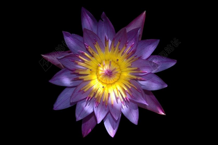 花 莲花 水生植物 水百合 睡莲蓝 泰国