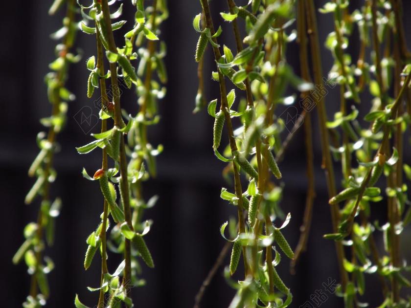 柳树 PLETOASA 花蕾 叶子
