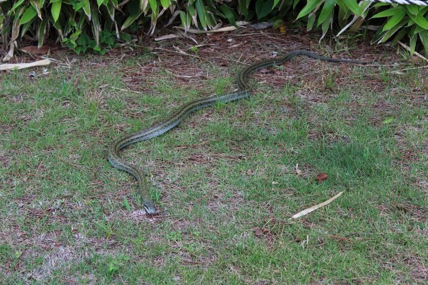蛇 生精 草 动物 野生动物