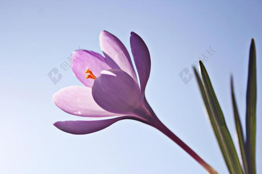 紫蓝植物娇艳蓝天开放的小花植物鲜花背景图片