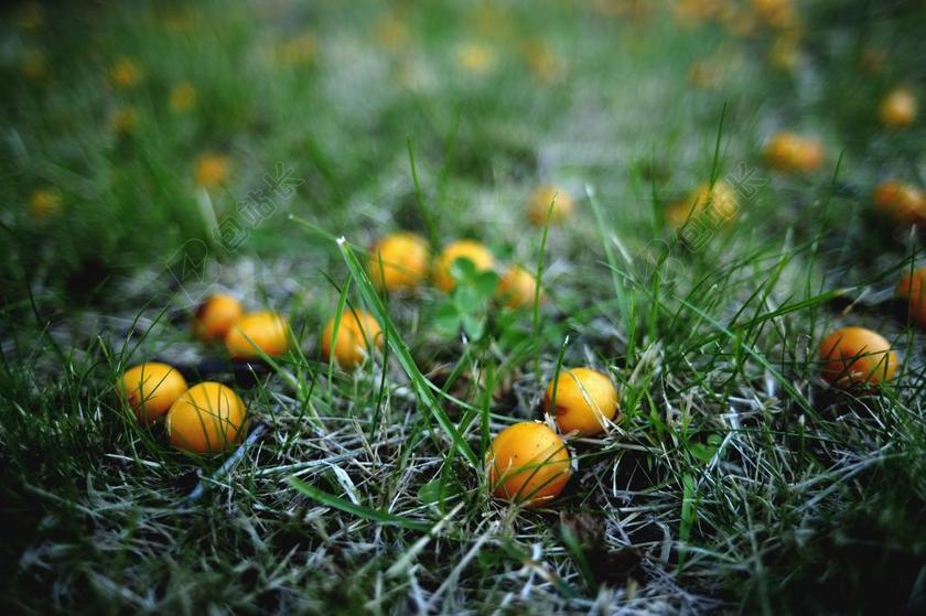 李子 梅子黄 余波 夏末 食品