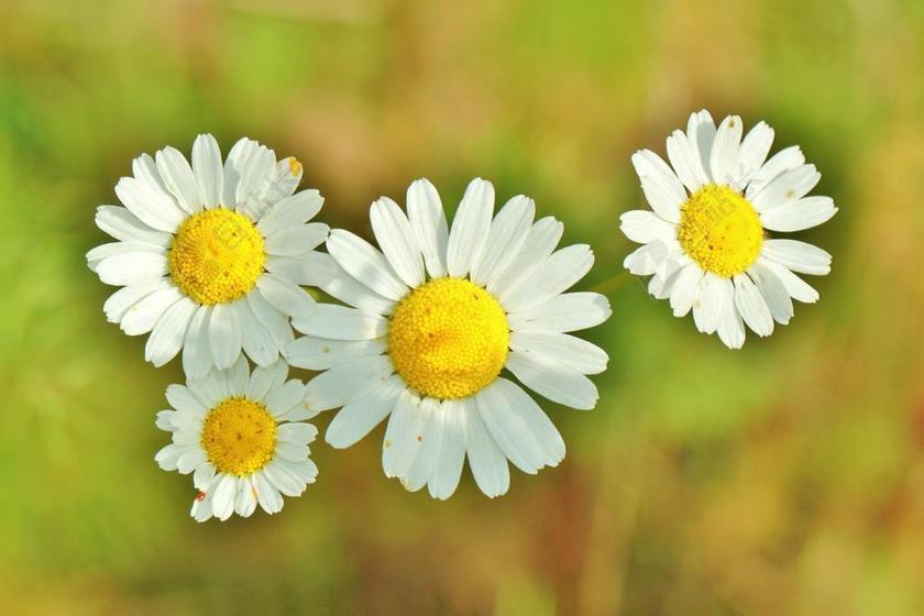 洋甘菊 草药 洋甘菊花 药材 中药 物理疗法 开花 花 关闭