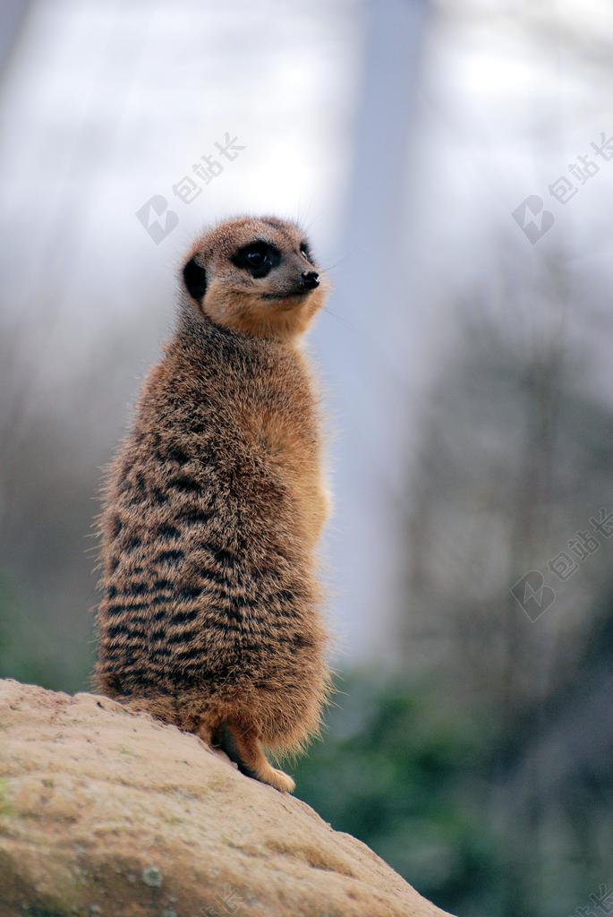 猫鼬 SURICATE 沙漠 自然 野生动物 了望 警报 守卫